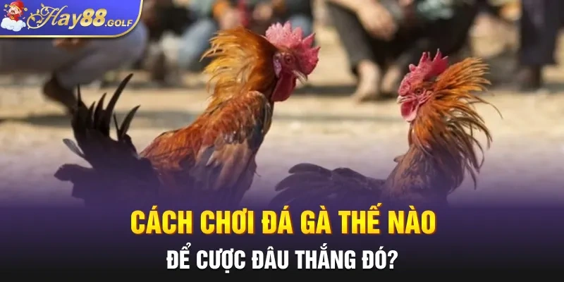 Cách chơi đá gà thế nào để cược đâu thắng đó?