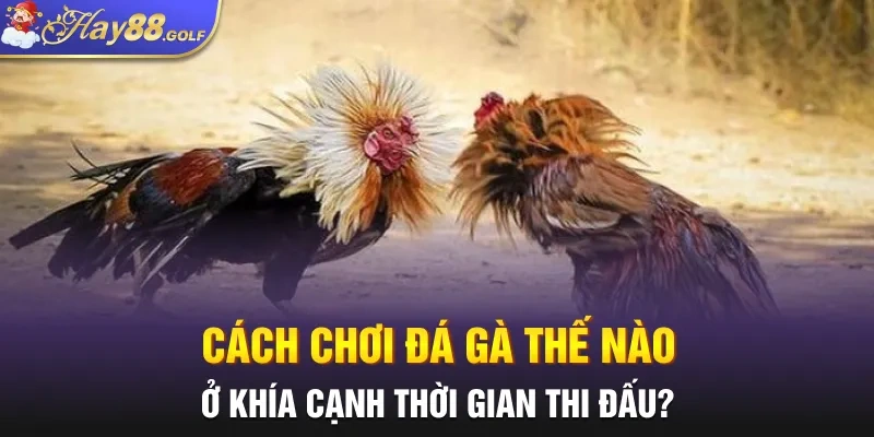 Cách chơi đá gà thế nào ở khía cạnh thời gian thi đấu?