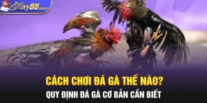 Cách Chơi Đá Gà Thế Nào? Quy Định Đá Gà Cơ Bản Cần Biết