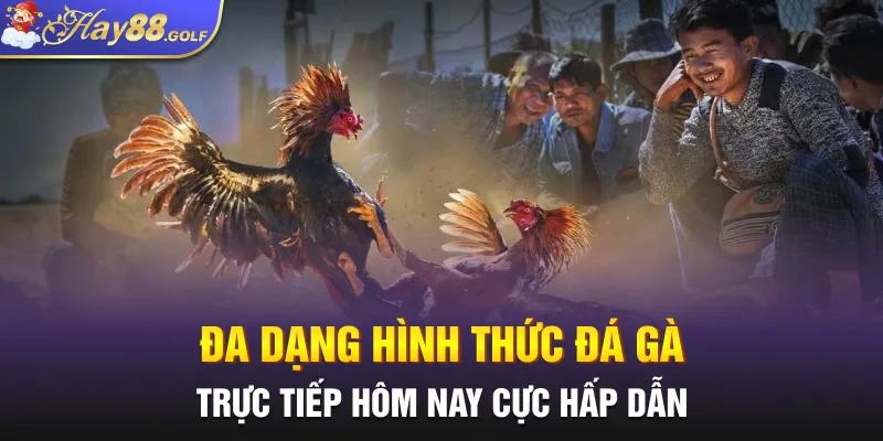 Đa dạng hình thức đá gà trực tiếp hôm nay cực hấp dẫn