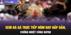 Xem Đá Gà Trực Tiếp Hôm Nay Hấp Dẫn, Cuồng Nhiệt Cùng Hay88