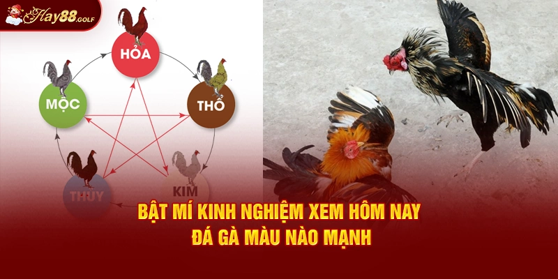 Bật mí kinh nghiệm xem hôm nay đá gà màu nào mạnh