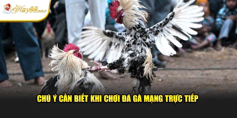 Chú ý cần biết khi chơi đá gà mạng trực tiếp