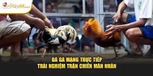 Đá Gà Mạng trực Tiếp - Trải Nghiệm Trận Chiến Mãn Nhãn